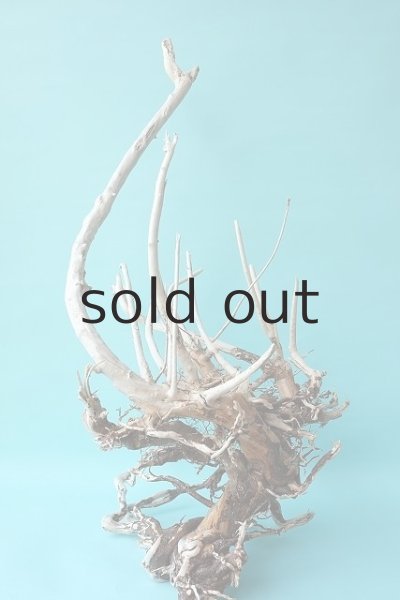 画像6: 大型 根 (6)