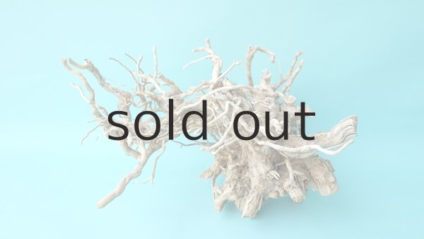 画像3: 流木根 (3)