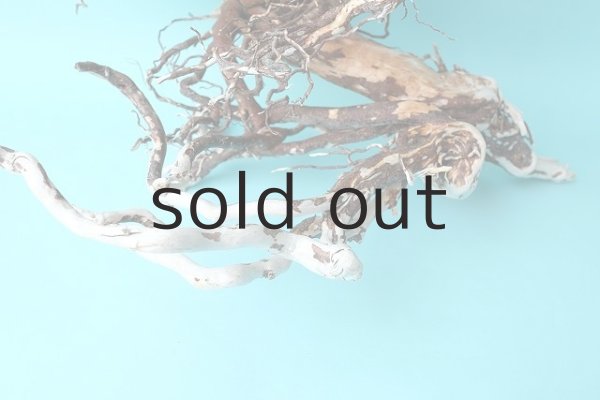 画像2: 大型 根 (2)