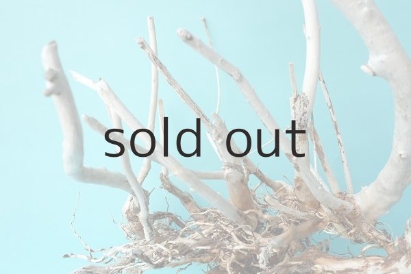 画像4: 大型 根 (4)