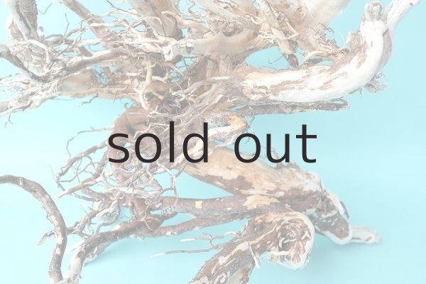 画像3: 大型 根 (3)