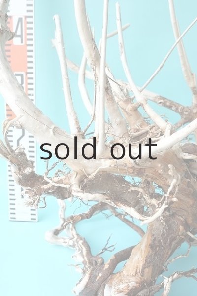 画像7: 大型 根 (7)