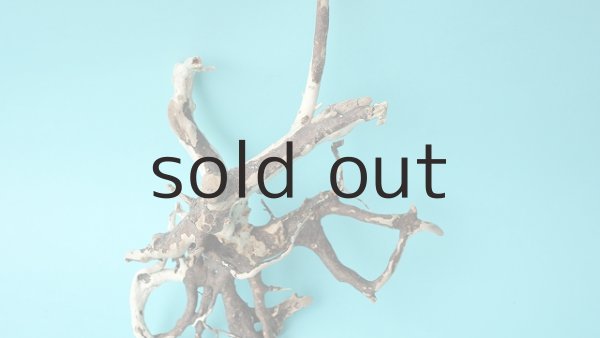 画像3: 流木根 (3)