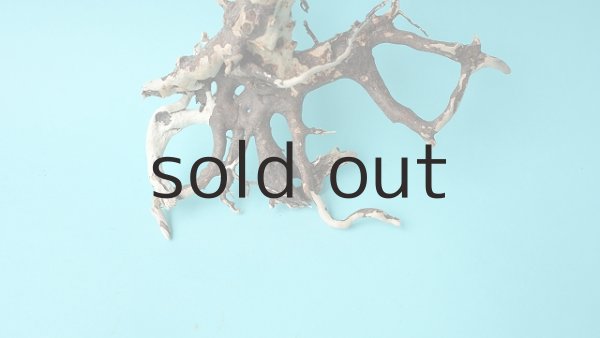 画像2: 流木根 (2)