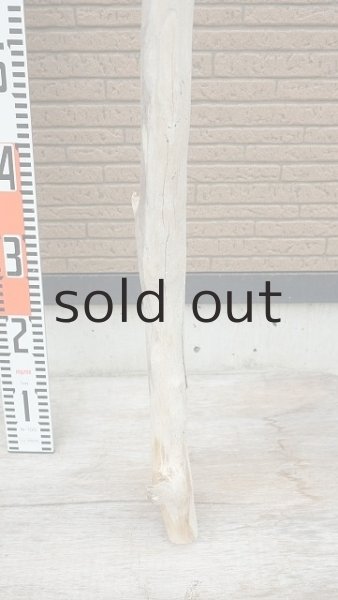 画像6: 幹流木・長尺 (6)