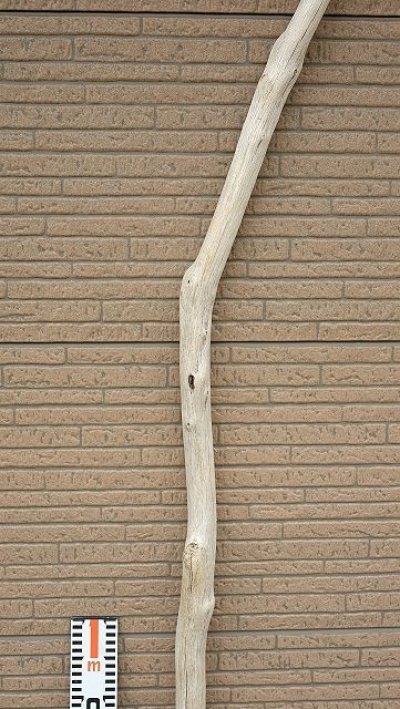 画像1: 幹流木・長尺