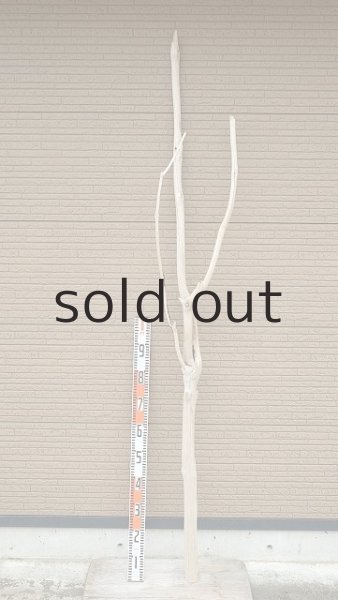 画像2: 幹流木・長尺 (2)