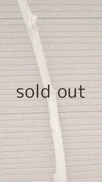 画像4: 幹流木・長尺 (4)