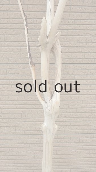 画像4: 幹流木・長尺 (4)