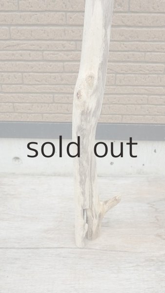 画像2: 幹流木・長尺 (2)