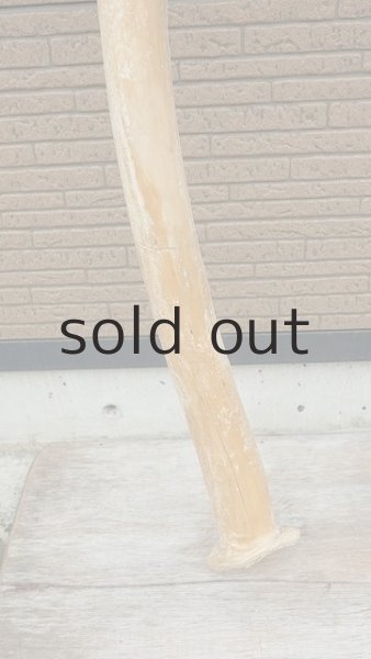 画像2: 幹流木・長尺 (2)