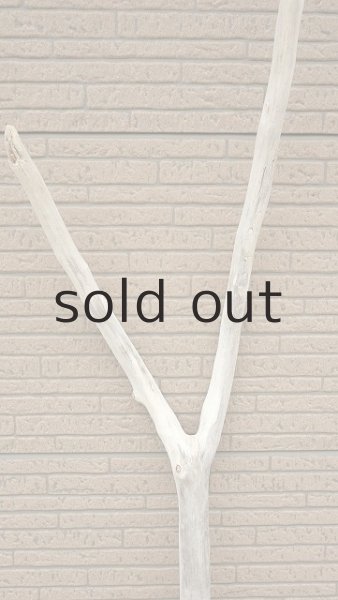 画像4: 幹流木・長尺 (4)