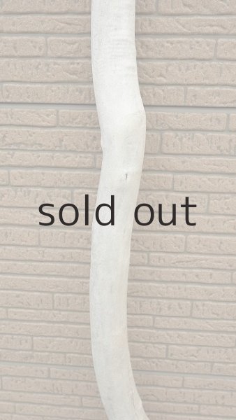 画像3: 幹流木 (3)