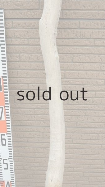 画像7: 幹流木 (7)