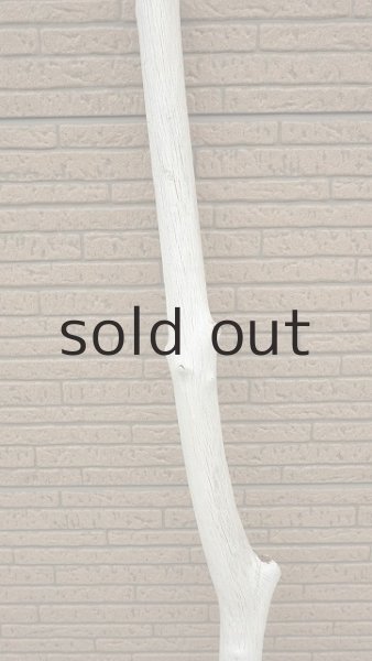 画像3: 幹流木・長尺 (3)