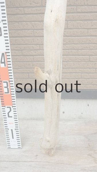 画像6: 幹流木 (6)