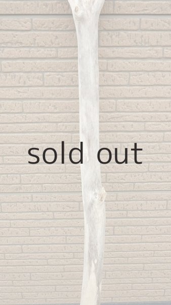 画像3: 幹流木・長尺 (3)