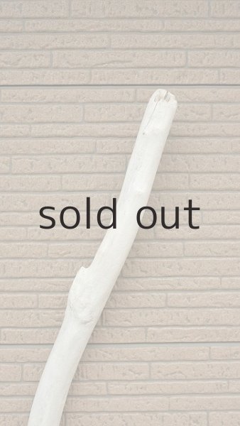 画像5: 幹流木 (5)