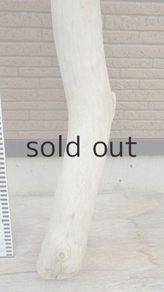 画像5: 幹流木 (5)