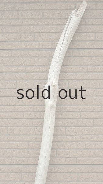 画像5: 幹流木・長尺 (5)