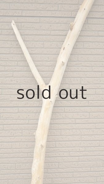 画像4: 幹流木・長尺 (4)