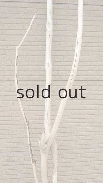 画像5: 幹流木・長尺 (5)