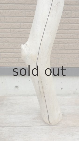 画像2: 幹流木 (2)