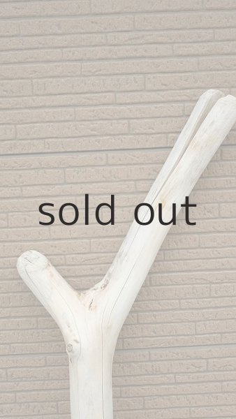 画像4: 幹流木 (4)