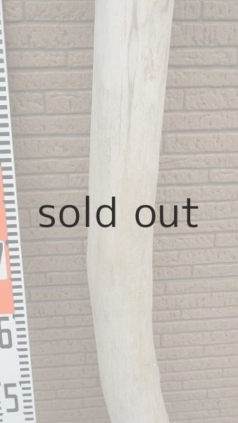 画像6: 幹流木 (6)