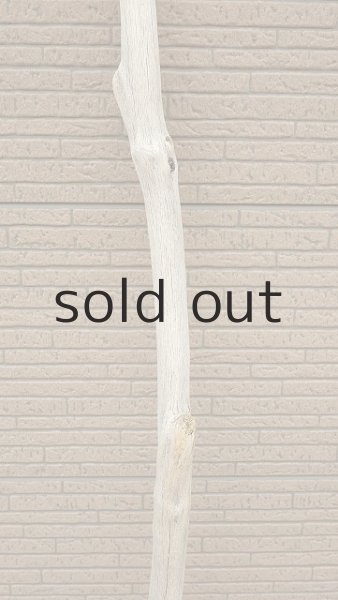 画像3: 幹流木・長尺 (3)