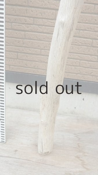 画像6: 幹流木・長尺 (6)