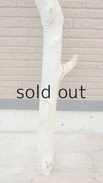 画像2: 幹流木 (2)