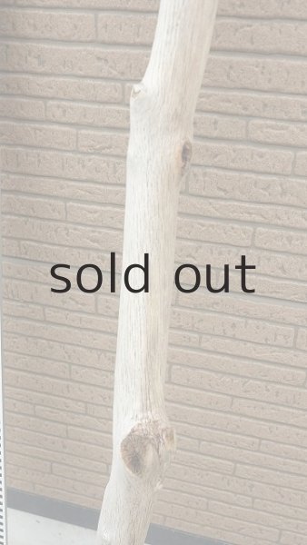 画像7: 幹流木・長尺 (7)