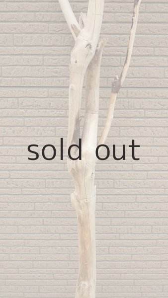 画像8: 幹流木・長尺 (8)