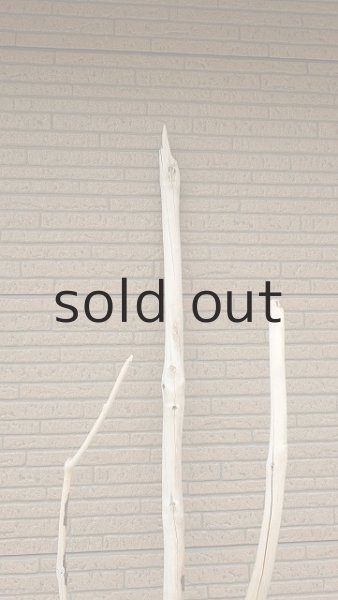 画像6: 幹流木・長尺 (6)