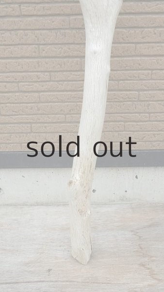 画像2: 幹流木・長尺 (2)