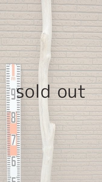 画像7: 幹流木・長尺 (7)