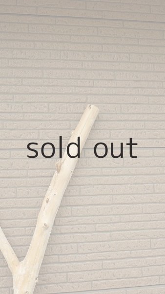 画像5: 幹流木・長尺 (5)