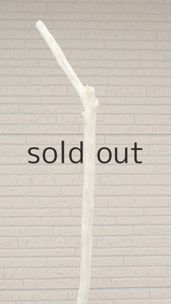 画像5: 幹流木・長尺 (5)