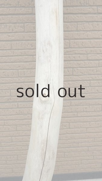 画像3: 幹流木 (3)