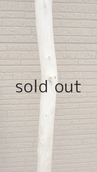 画像7: 幹流木・長尺 (7)