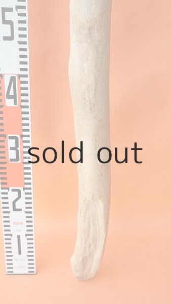 画像6: 幹流木 (6)