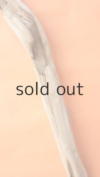 画像4: 幹流木 (4)