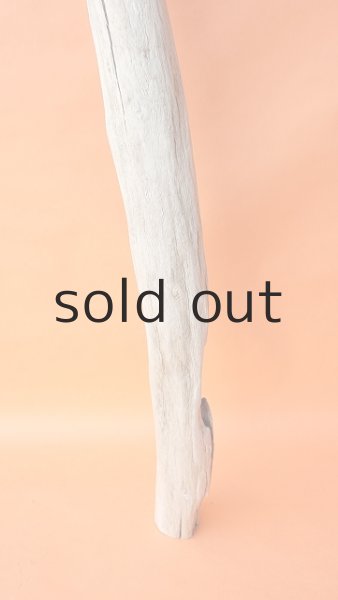 画像2: 幹流木 (2)