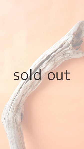 画像5: 幹流木 (5)