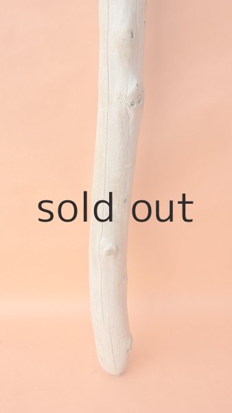 画像2: 幹流木 (2)