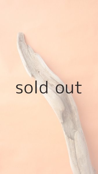 画像5: 幹流木 (5)