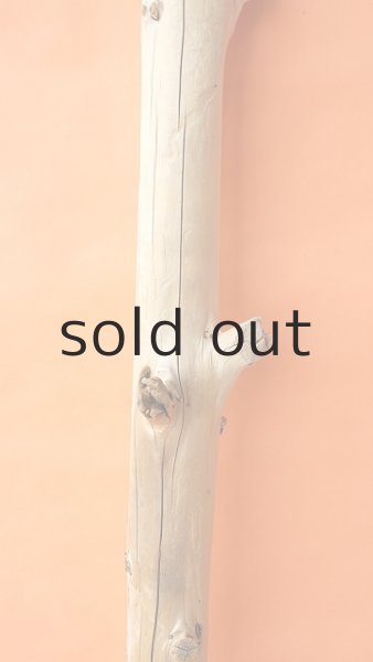 画像4: 幹流木・丸太 (4)