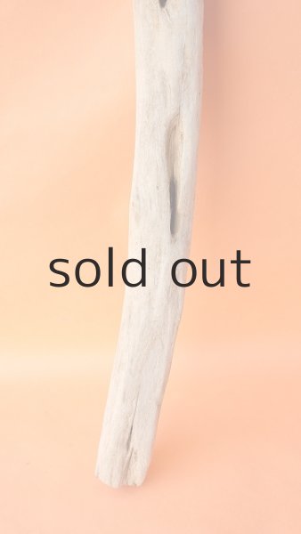 画像2: 幹流木 (2)