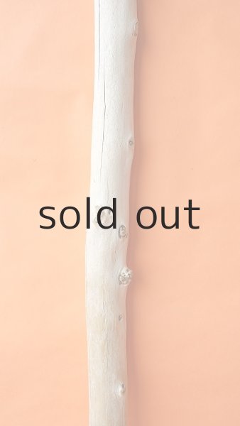 画像4: 幹流木 (4)